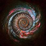 Ammonite Galaxy