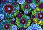 Funky Floratopia