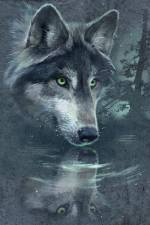 Wolf Reflection