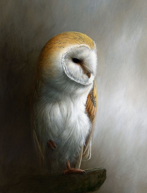 Design of Barn owl, Owl, Bird, Bird of prey, Beak, Wildlife, with yellow, white, orange, brown colors