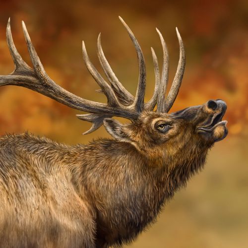 Design of Head, Deer, Natural material, Barren ground Caribou, Fawn, Terrestrial animal, Horn, Elk, Snout, Reindeer, with brown, black, orange, yellow, gray colors