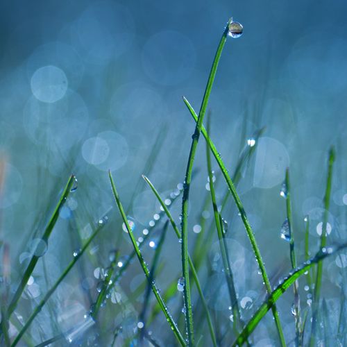 Suorin Drop Skin design of Moisture, Dew, Water, Green, Grass, Plant, Drop, Grass family, Macro photography, Close-up with blue, black, green, gray colors