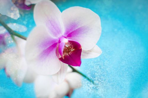 GoPro Hero7 Black Skin design of Flowering plant, Petal, Flower, Pink, moth orchid, Plant, Purple, Violet, Orchid, Moth Orchid, with gray, blue, purple, red colors
