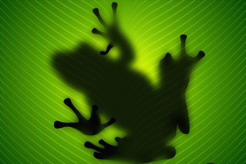 DJI Action 2 Skin design of Green, Frog, Tree frog, Amphibian, Shadow, Silhouette, Macro photography, Illustration with green, black colors