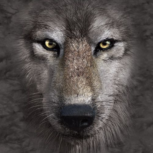 Lenovo ThinkPad X1 Yoga 2nd Gen Skin design of Vertebrate, Mammal, Wolf, Canidae, Wildlife, Snout, Czechoslovakian wolfdog, Eye, Wolfdog, Canis, with black, gray, red, green colors