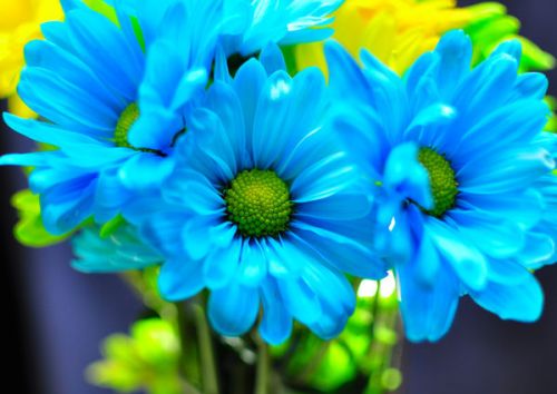 Design of Blue, Flower, Petal, Green, Plant, Cobalt blue, Yellow, Flowering plant, Gerbera, Electric blue with blue, black, green colors