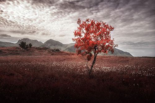 Netbook Skin design of Natural landscape, Nature, Tree, Sky, Red, Natural environment, Atmospheric phenomenon, Leaf, Cloud, Woody plant, with black, gray, red colors
