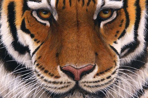 GoPro Hero Skin design of Tiger, Mammal, Wildlife, Terrestrial animal, Vertebrate, Bengal tiger, Whiskers, Siberian tiger, Felidae, Snout, with black, gray, red, green, pink colors