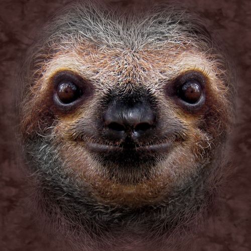 Oculus Quest 2 Elite Strap Skin design of Three-toed sloth, Sloth, Snout, Head, Close-up, Nose, Two-toed sloth, Terrestrial animal, Eye, Whiskers with black, gray, red, green colors