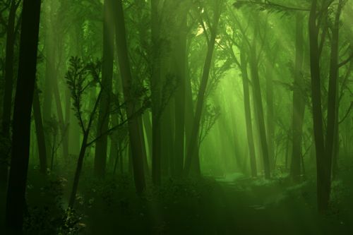 Design of Nature, Green, Forest, Old-growth forest, Woodland, Natural environment, Vegetation, Tree, Natural landscape, Atmospheric phenomenon with black, green colors
