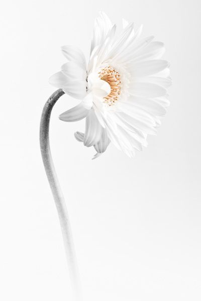  Skin design of White, Hair accessory, Headpiece, Gerbera, Petal, Flower, Plant, Still life photography, Headband, Fashion accessory, with white, gray colors
