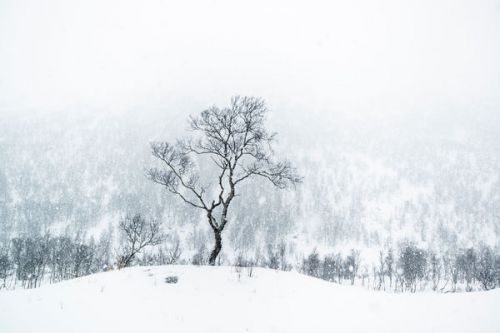 Design of Snow, Winter, Tree, Nature, White, Sky, Atmospheric phenomenon, Natural landscape, Freezing, Blizzard, with white, gray, black colors